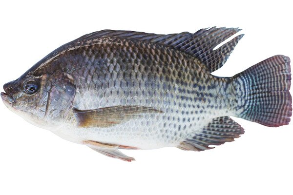 TILAPIA WHOLE FISH IWP CHN/TWN/VIET