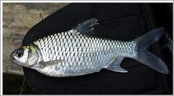 Silver Barb